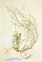 藏品(亞麻屬)的圖片